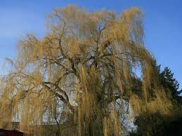 Delete everything in parentheses and replace with the requested information. Trauerweide Tristis Resistenta Salix Alba Tristis Resistenta Baumschule Horstmann