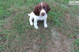 Pure Bred Field Type Male Springer Springer Spaniel For Sale Springer Spaniel Puppies English Springer Spaniel Puppy