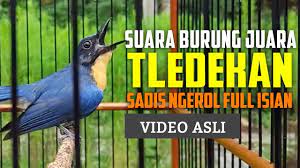 Pin On Bird Sounds Kumpulan Suara Burung