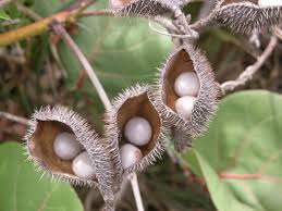 Image result for Guilandina bonduc