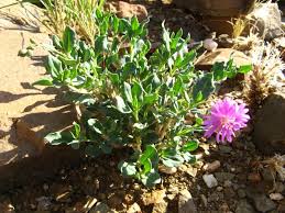 Image result for Corbichonia decumbens
