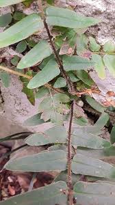 Image result for Pteris commutata