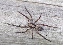 Check spelling or type a new query. Bug O The Week Thin Legged Wolf Spider Riveredge Nature Center