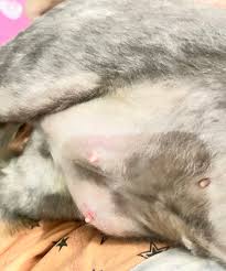 Sekar🎐 on X: Pap nenen t.coRBBWmFXDmC  X