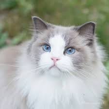 Russian Blue Cats Long Hair Ragdoll Cat Colors Ragdoll Cat Russian Blue Cat