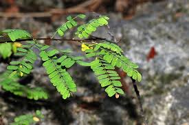 Image result for Abrus fruticulosus