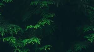 Maybe you would like to learn more about one of these? Soft Green Aesthetic Computer Wallpaper Novocom Top