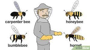 Purchase individual peppermint plants at a nursery or gardening store, then set each plant around the border of your home, or other areas where birds like to frequent. How To Get Rid Of Bees 15 Steps With Pictures Wikihow