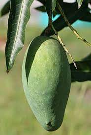 Depending on light conditions, location and foliage watering may be required weekly or daily. Creative Farmer Mallika Live Sweet Mallika Mango Fruit Healthy Live Plant Plant 1 Healthy Live Plant Amazon In Garden Outdoors