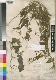 Image result for Convolvulus farinosus