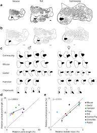 Fig Ure 7 Relative Size Of Genital Cortex Varies Across