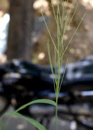Image result for Leptochloa panicea