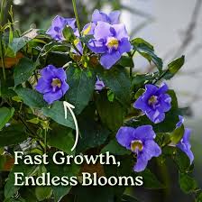 Image result for Thunbergia verdcourtii