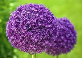 Garden Nerdy List Of Flowers With Their Meaning Allium Giganteum Flower Names Giganteum