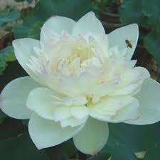 Robot Check Flower Seeds Lotus Flower Seeds Flower Seeds Online