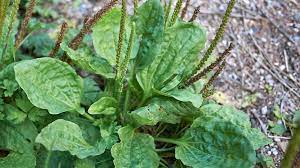 Plantain weed thrives in high traffic areas like foot paths or where vehicles drive over the lawn. Plantain Weed Benefits Side Effects And Uses