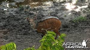 The Taxonomy Of African Game Animals Africahunting Com