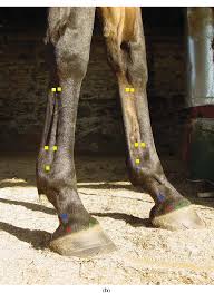 Figure 3 From Acupuncture Points Of The Horses Distal