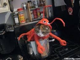 Lobster Cat Costumes Lobster Baby Has Nothing On This Latest Viral Photo Fun