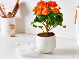 Before we get started, it's important to determine whether your orchid actually needs to be repotted. Ice Cube Orchid Watering Plants Apartment Therapy