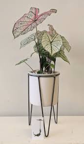 Image result for Caladium