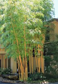 Image result for Bamboo Yellow 1958 Imperial