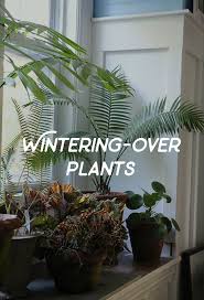 Most agapanthus are hardy and their leaves die down in winter. The Art Of Over Wintering Plants Herbs Agapanthus And More Growing With Plants