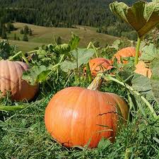 Image result for giant pumpkin