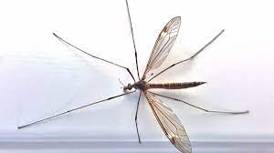 Giant mosquito is an enemy in dark souls and dark souls remastered. Giant Mosquitoes Invading The County No They Re Hartford Courant