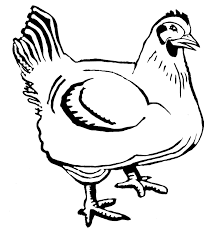 Gambar ayam goreng untuk diwarnai; 99 Gambar Animasi Binatang Ayam Gratis Cikimm Com