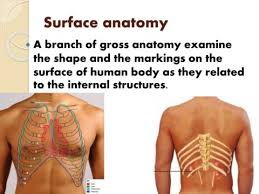 The ribs stretches posteriorly from thoracic vertebrae to the anterior lateral edges of the sternum. 7 Surface Anatomy Flip Book Pages 1 15 Pubhtml5