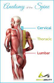 Anatomy muscles of the body characterized by large muscle masses. Thoracic Spine Neck Back Pain Symptoms Causes Treatment