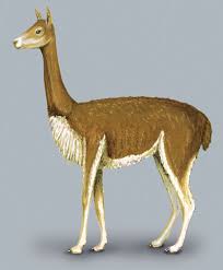 Animal diversity web (adw) is an online database that collects the natural history, classification, species characteristics, conservation biology, and distribution information on thousands of species of animals. Adw Vicugna Vicugna Information