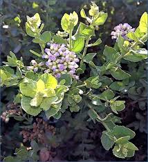 Image result for Pluchea dioscoridis