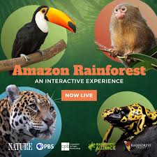 Amazon Rainforest An Interactive Experience Nature Pbs In 2020 Amazon Rainforest Rainforest Experience Nature