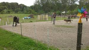 Pin Von Tatjana Auf Pony Arche Am Rodenberg Pony Pferd Ponys Pferde