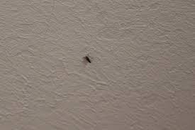 Kleine fliegen in der küche loswerden. Was Konnen Wir Gegen Die Vielen Kleinen Fliegen Machen Die Wir Plotzlich In Der Wohnung Haben Tiere Deutschland Biologie