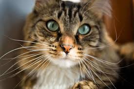 My female cat who i have had for 4 years now with my other cats and they all eat the same food and never have had a problem. What Your Cat S Whiskers Are Trying To Tell You