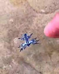 Dragão Azul Este animal é um tipo de lesma-do-mar e é pelágico, ou seja,  vive em alto mar, longe da costa e mede em torno de 4 cm de comprimento.  O... |
