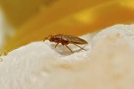 Local pest control experts you can trust. Hotel Bed Bugs How To Avoid Hotel Bed Bugs When You Travel Domyown Com Bed Bugs Termite Control Bed Bug Control