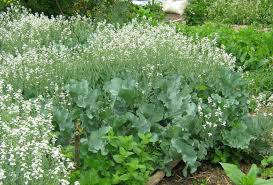 Image result for Crambe hispanica