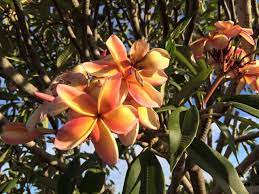This One Is An Australia Strain Of Frangipani Commonly Called Fruit Salad For Its Mixed Fruit Salad Colours And Possible Marking Frangipani Flowers Mixed Fruit