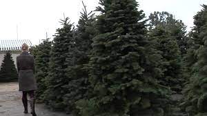 What To Know Recycling Your Christmas Tree In San Diego