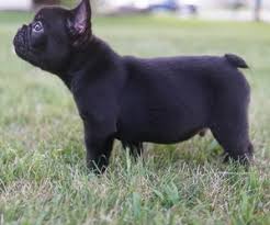 Americanlisted features safe and local classifieds for everything you need! View Ad French Bulldog Litter Of Puppies For Sale Near Indiana Hobart Usa Adn 137839