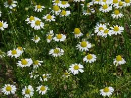But it has just occurred to me that i haven't yet discussed drying this herb. Chamomile Pictures Flowers Leaves Identification Matricaria Recutita