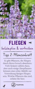 Fliegen Bekampfen Vertreiben 3 Einfache Tipps Tipps Pflanzen Gartentipps