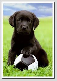 Pin By Sharon On Labs Black Labrador Puppy Lab Puppies Puppies