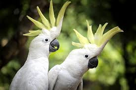 Patung pajangan burung kakak tua putih / kakatua bird. Cara Merawat Burung Kakatua Jambul Kuning Dan Putih Dengan Benar Hobinatang