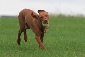 Various facilities and comforts are given to … How To Design A Backyard Playground For Dogs