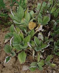 Image result for Pleiotaxis argentea